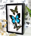 Australian butterflies