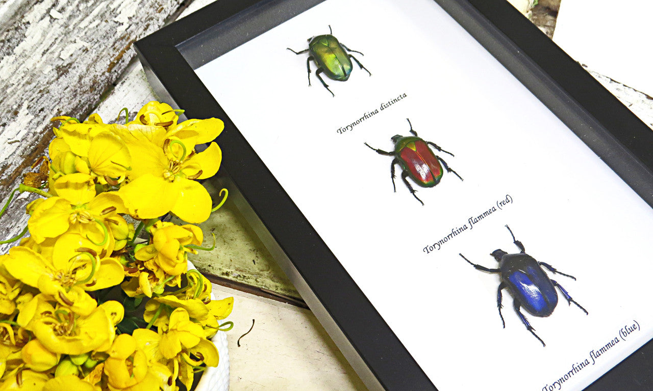  Beetle real framed insect Torynorrhina flamea Bits & Bugs