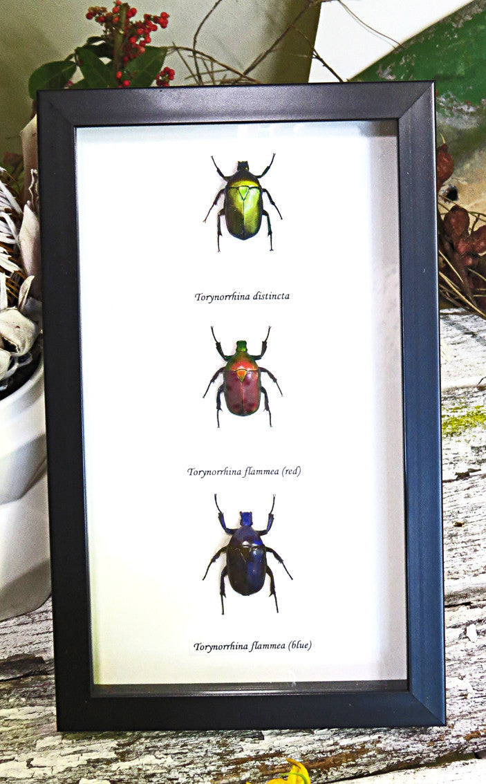  Beetle real framed insect Torynorrhina flamea Bits & Bugs