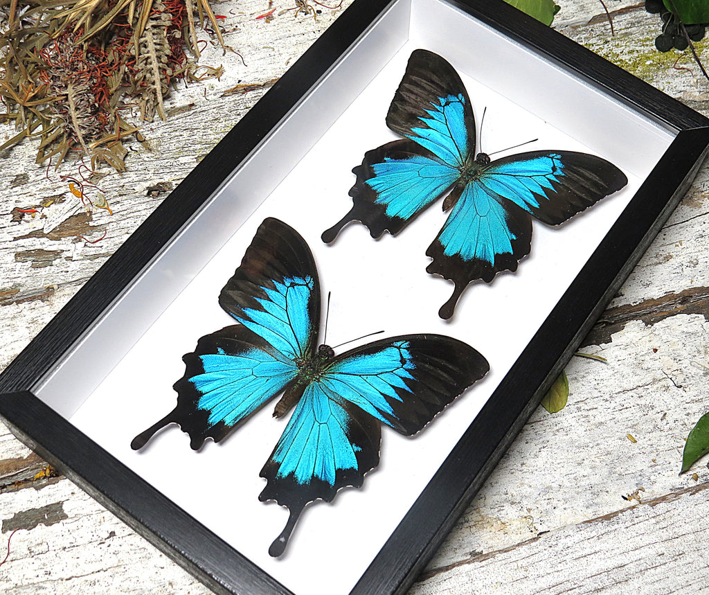 Papilio ulysses duo