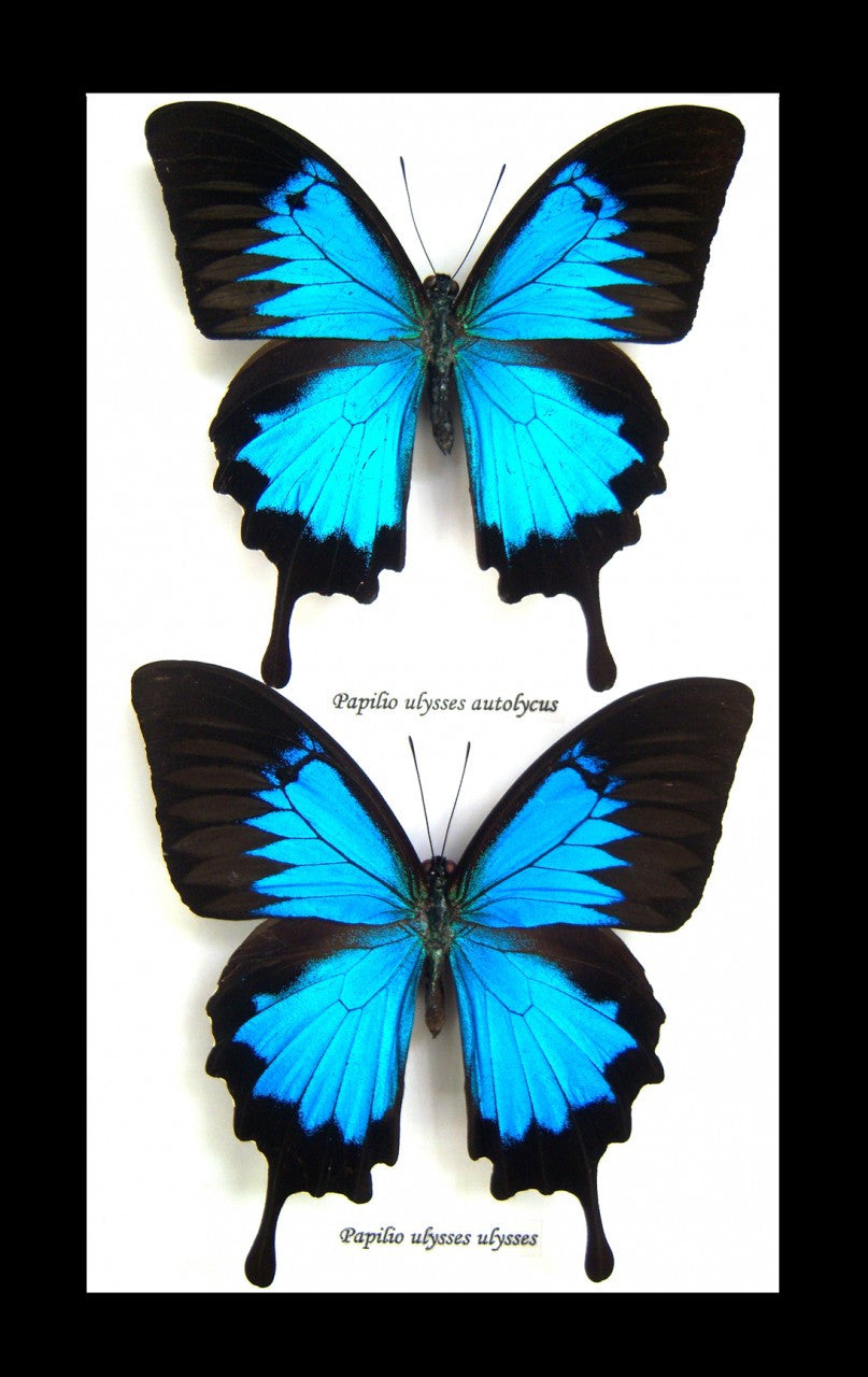 Australian butterfly Dunk Island Papilio ulysses