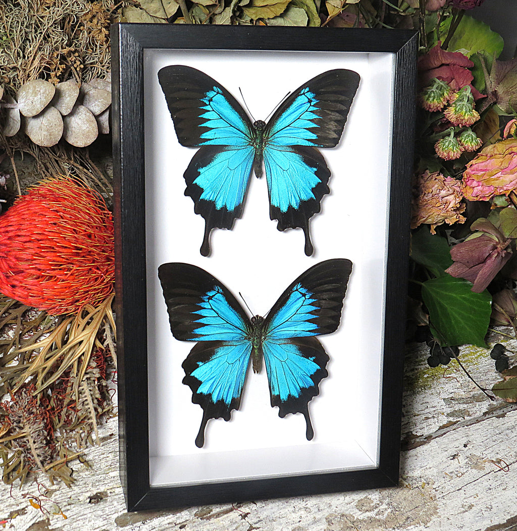 Papilio ulysses duo