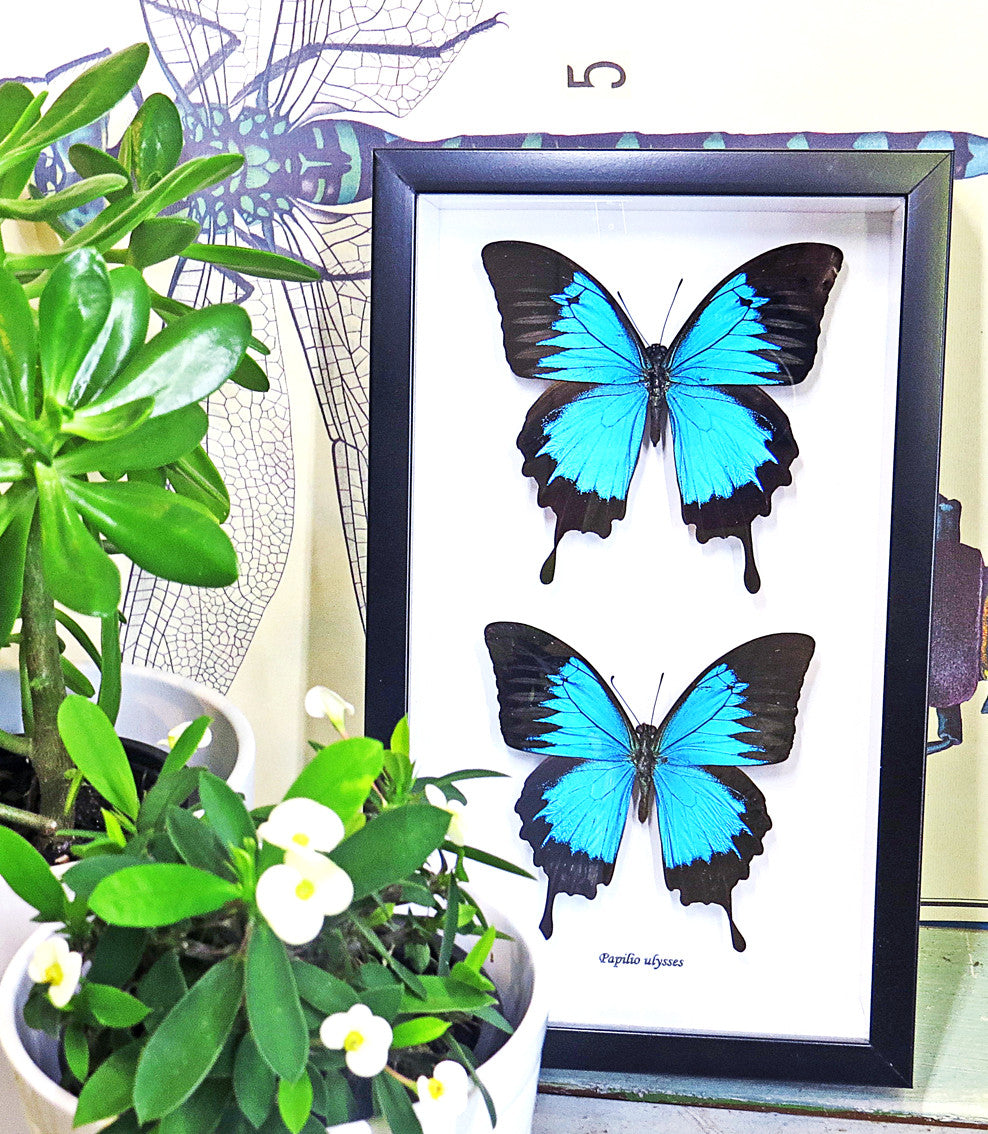 Australian butterfly Dunk Island Papilio ulysses