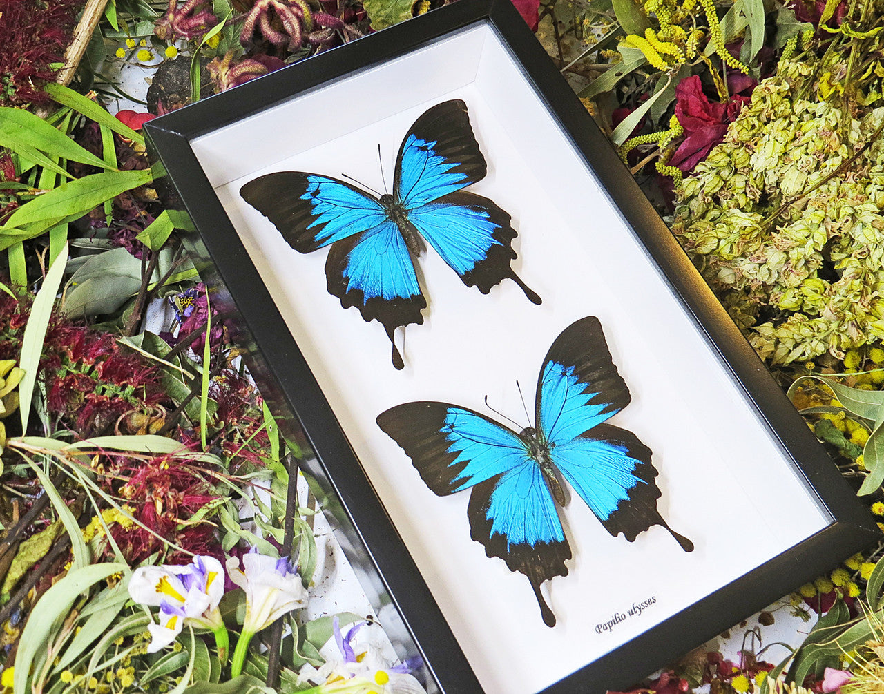 Australian butterfly Dunk Island Papilio ulysses