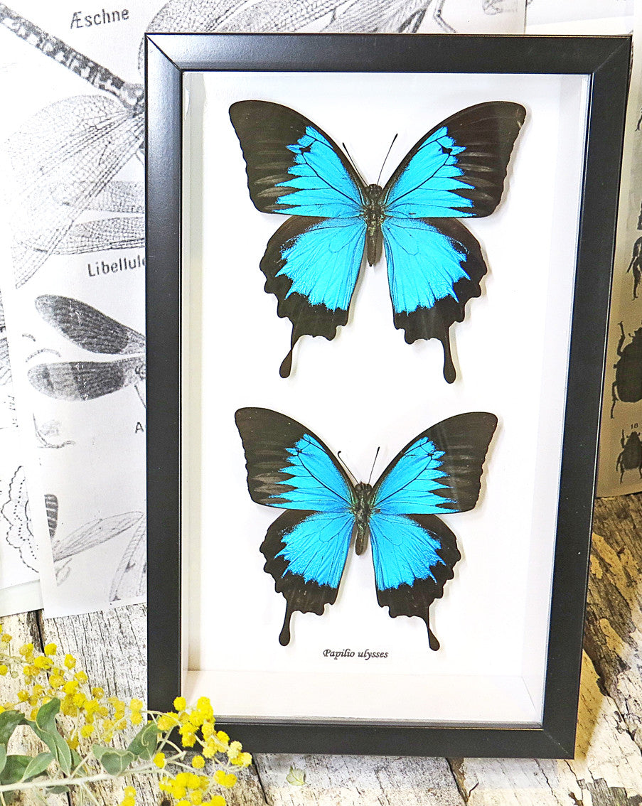 Australian butterfly Dunk Island Papilio ulysses