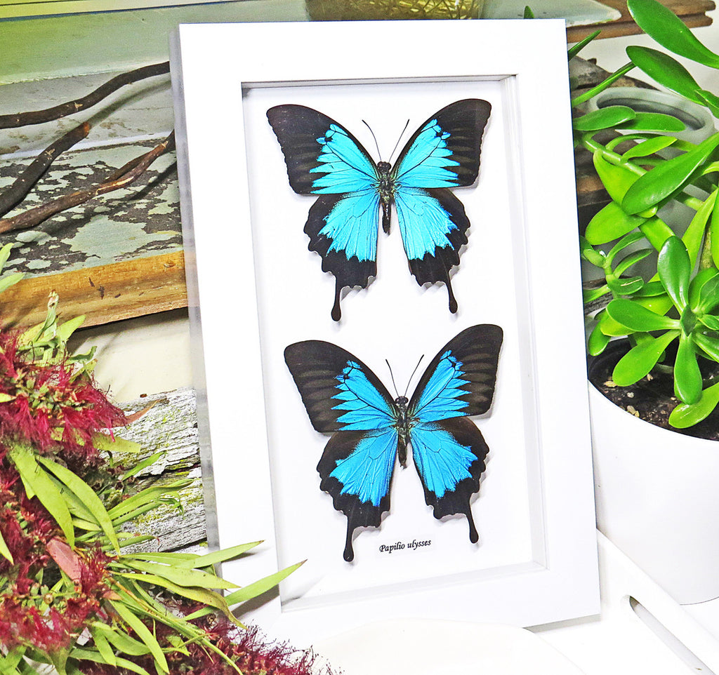 Australian butterfly Dunk Island Papilio ulysses