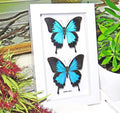 Australian butterfly Dunk Island Papilio ulysses