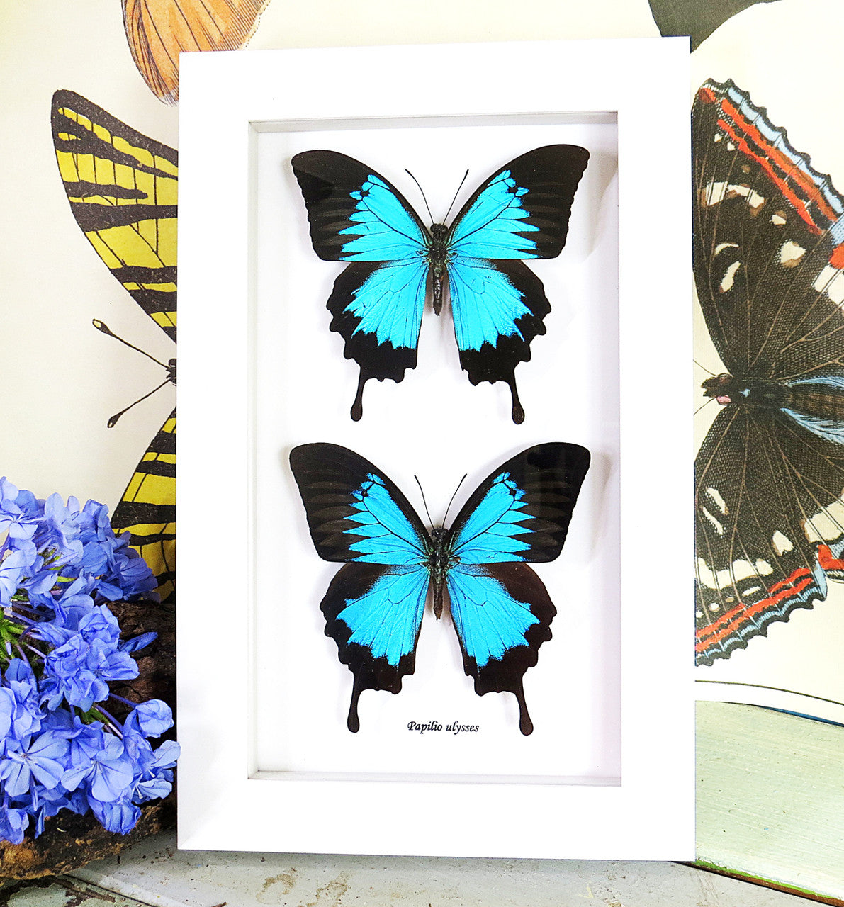 Australian butterfly Dunk Island Papilio ulysses