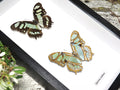 Siproeta stelenes  dorsal/ventral