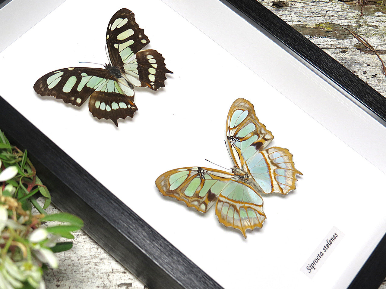 Siproeta stelenes  dorsal/ventral