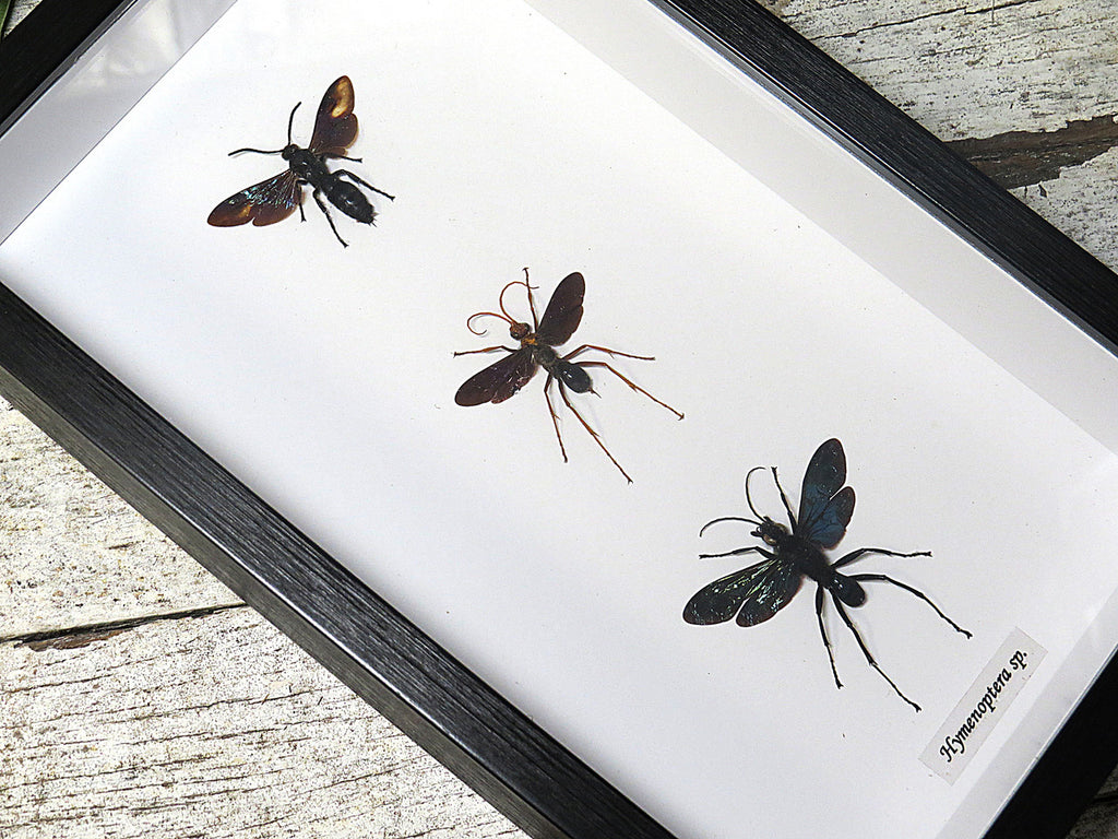wasps