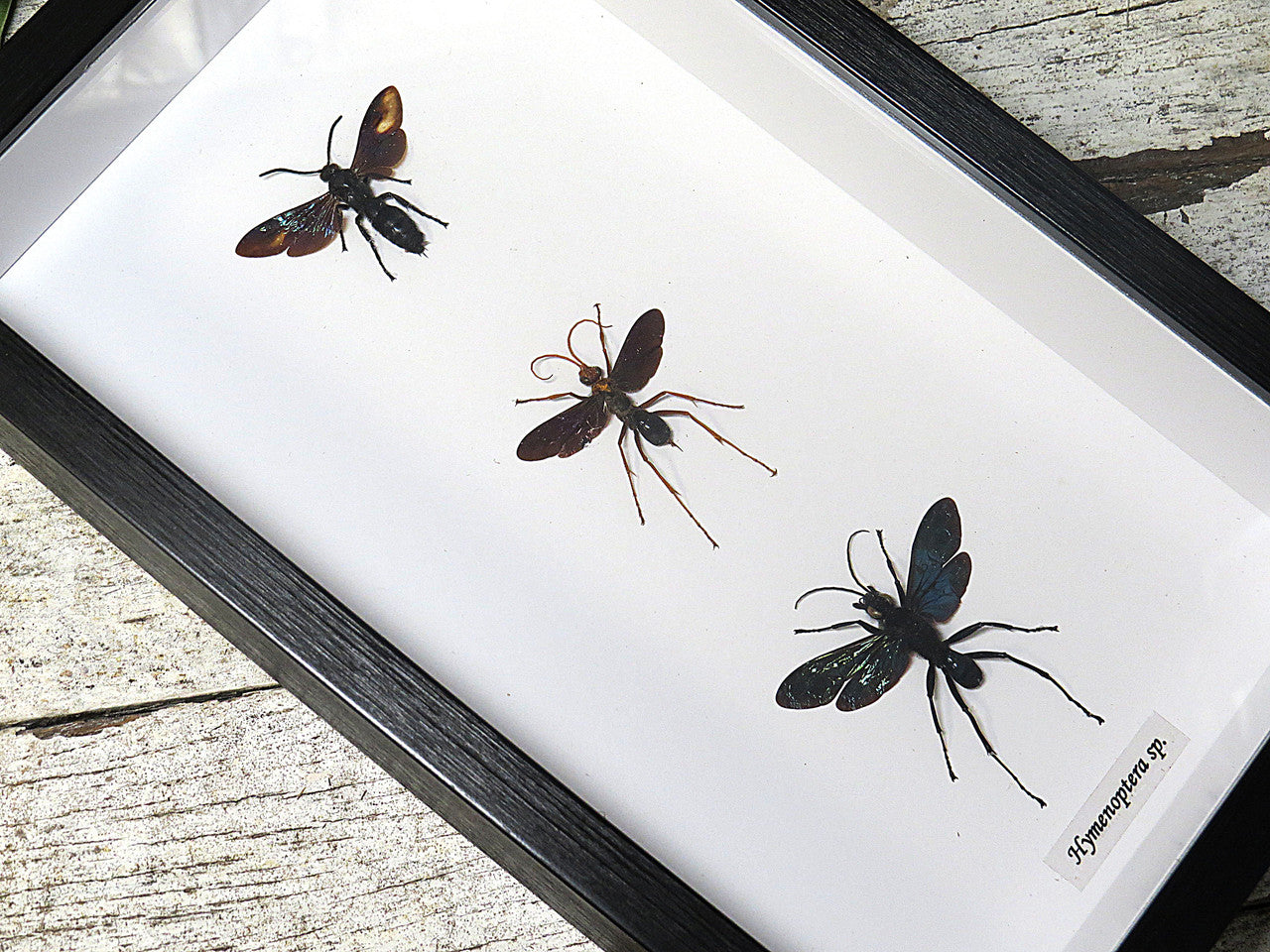 wasps
