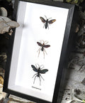 wasps