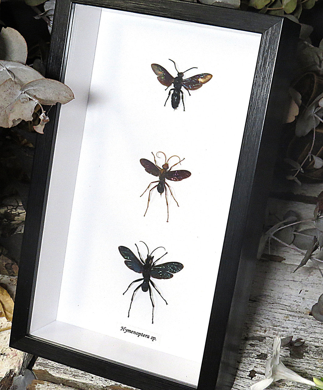 wasps