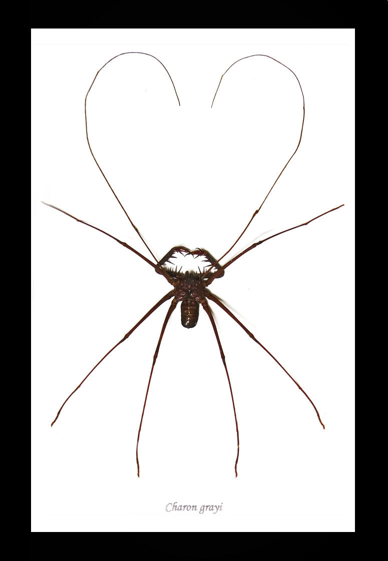 Cave spider Charon greyi Bits & Bugs 
