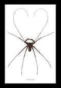Cave spider Charon greyi Bits & Bugs 