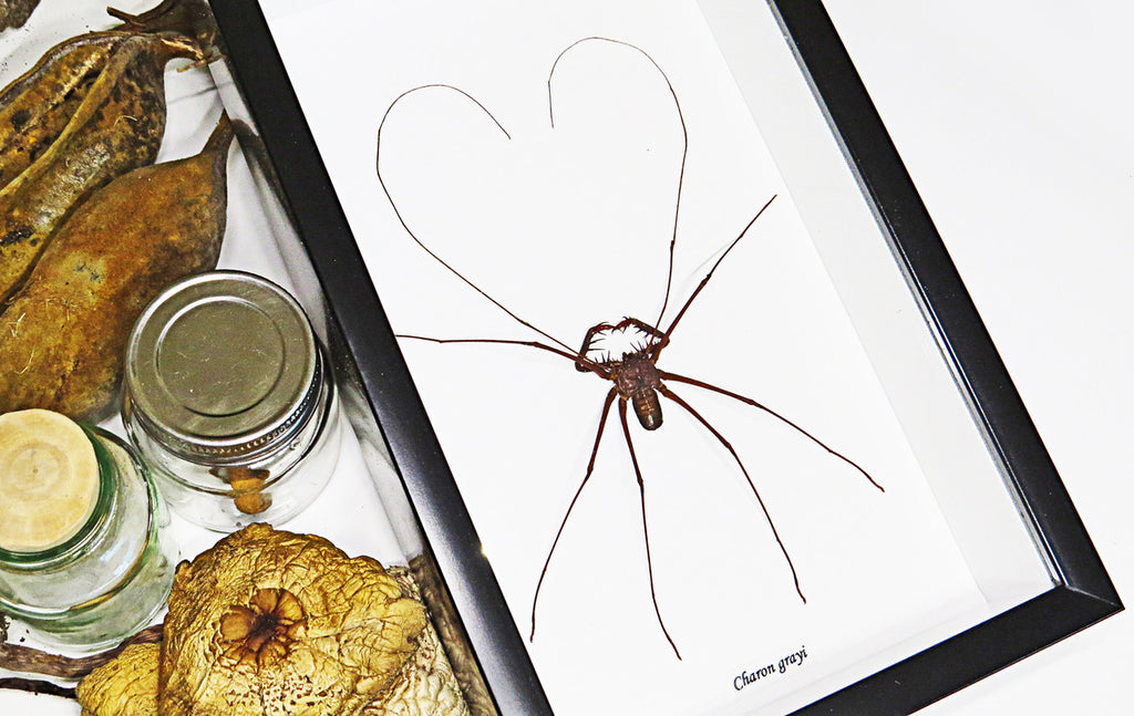 Cave spider Charon greyi Bits & Bugs 