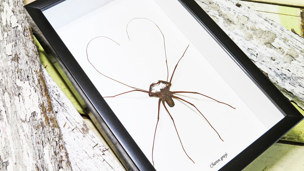 Cave spider Charon greyi Bits & Bugs 