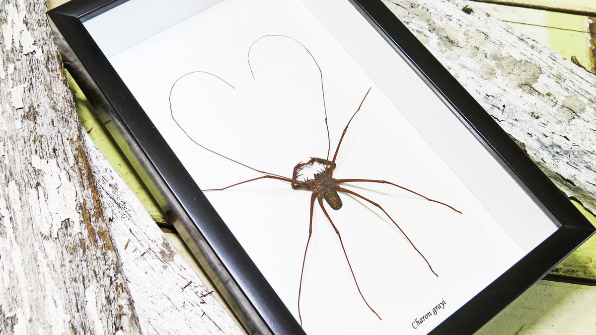 Cave spider Charon greyi Bits & Bugs 