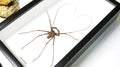 Cave spider Charon grayi Bits & Bugs 