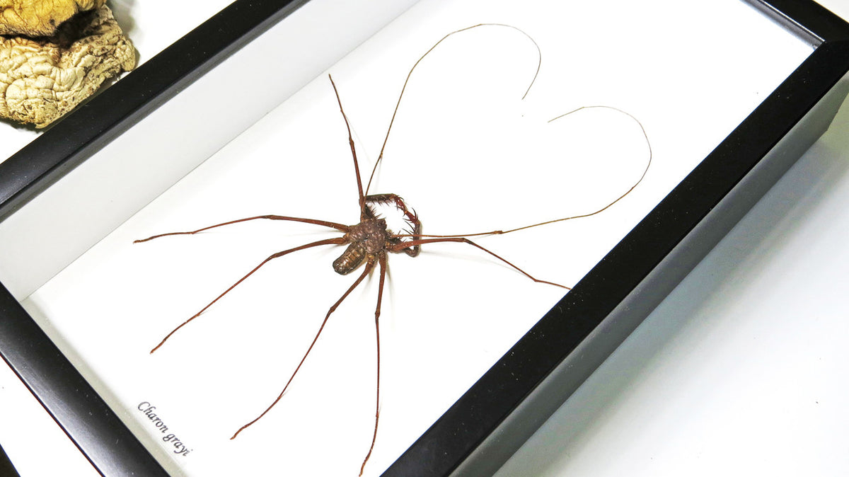 Cave spider Charon grayi Bits & Bugs 