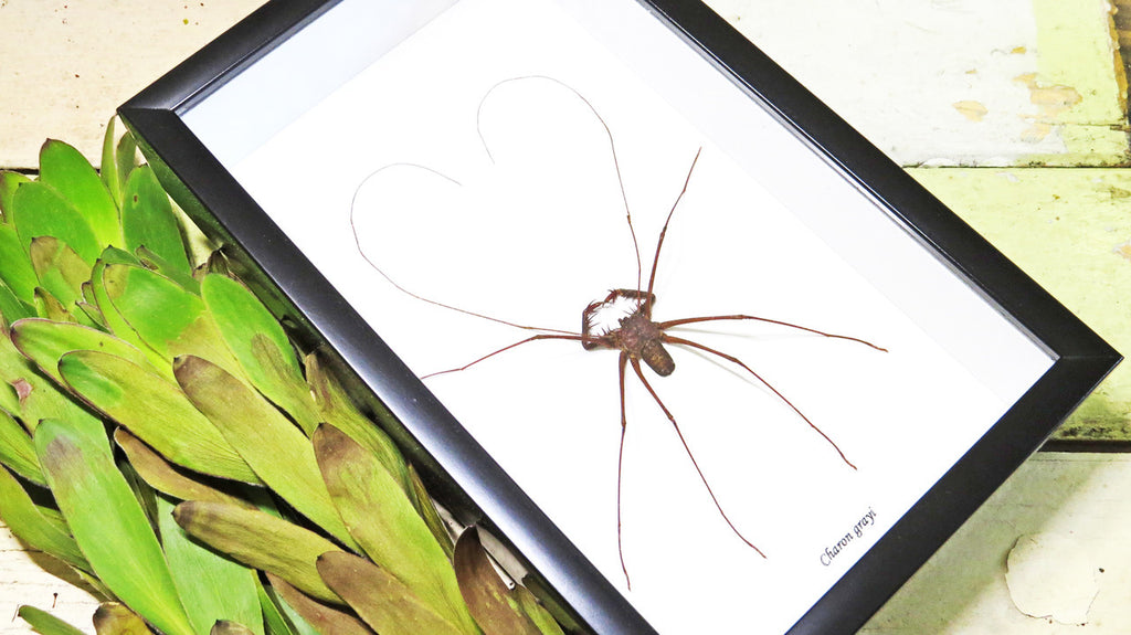 Cave spider Charon greyi Bits & Bugs 