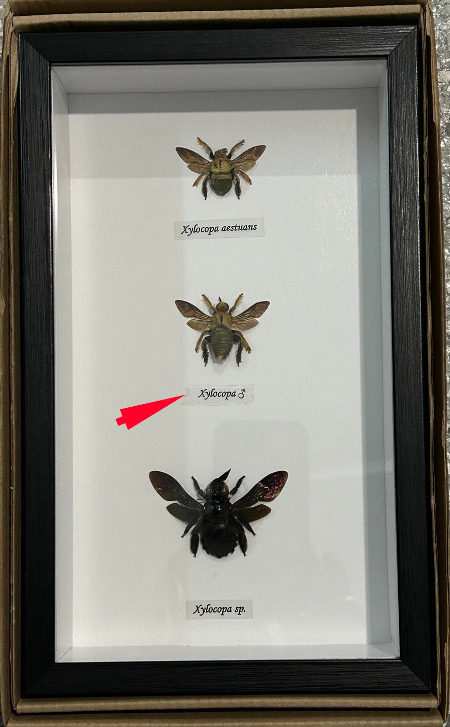 Bee trio  ( special )