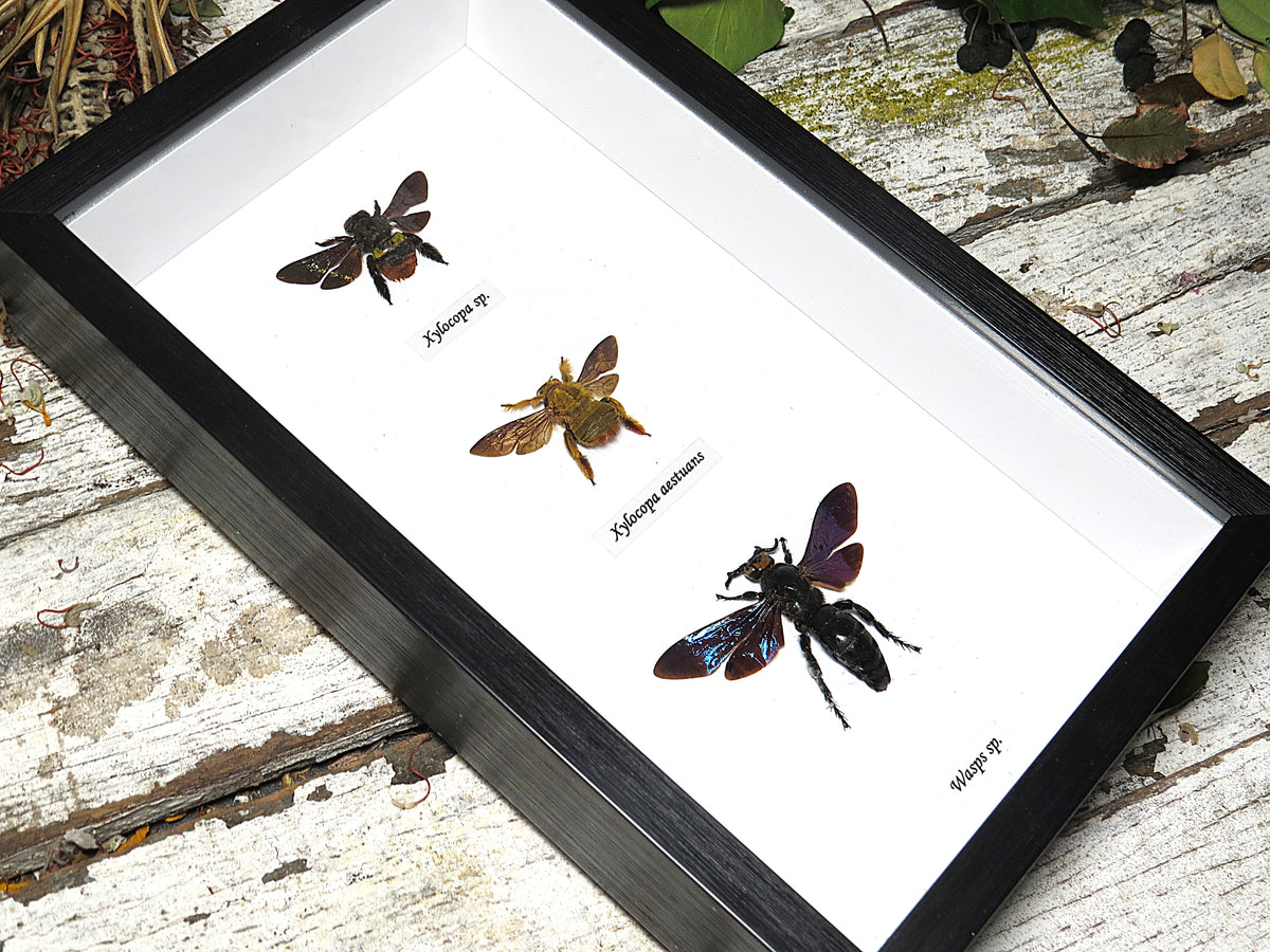 Bee / wasp