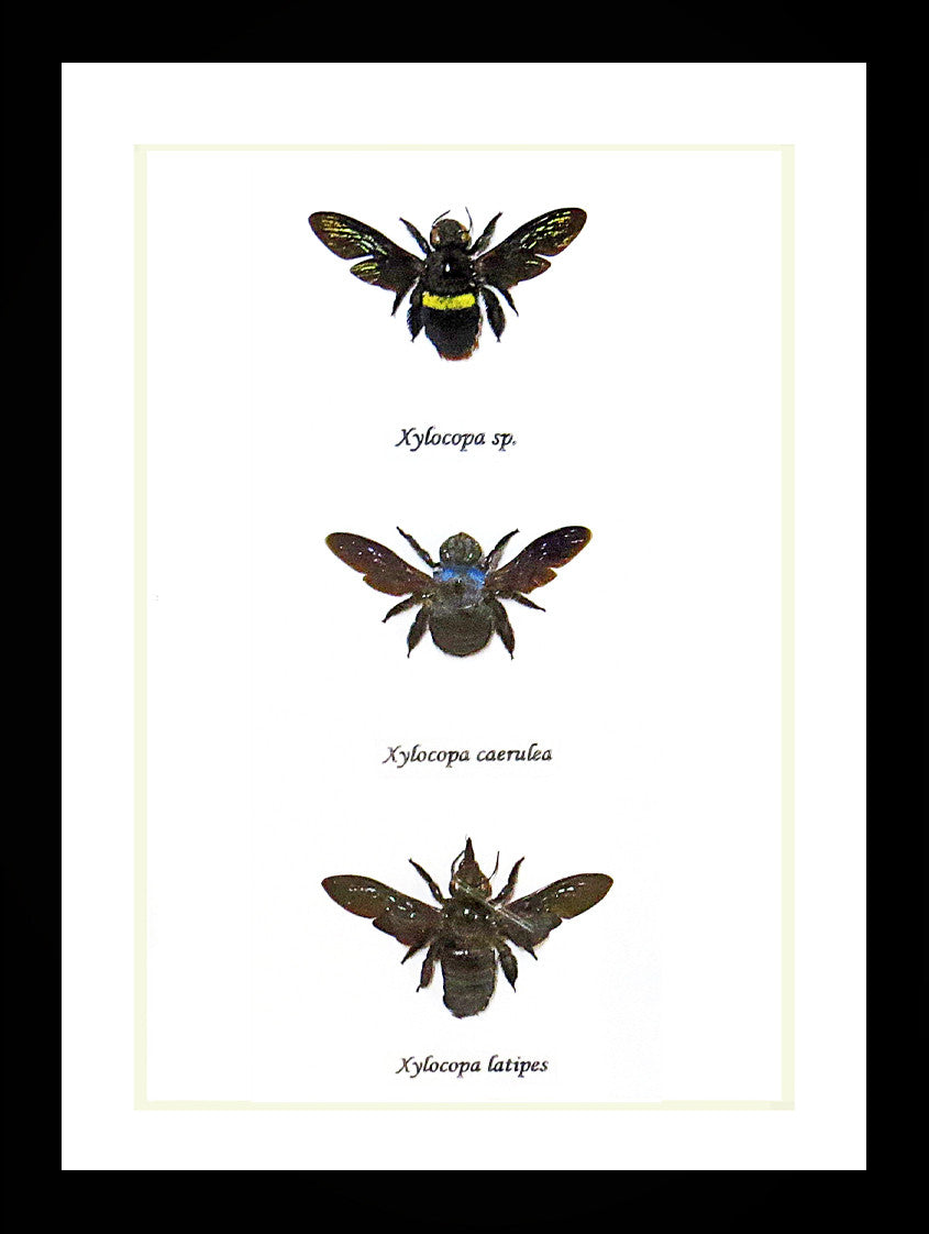 moth butterfly taxidermy insect entomology saturnid