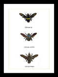 moth butterfly taxidermy insect entomology saturnid