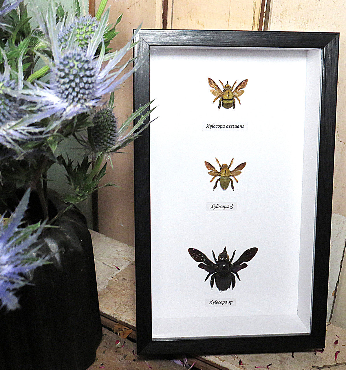 Bee assorted