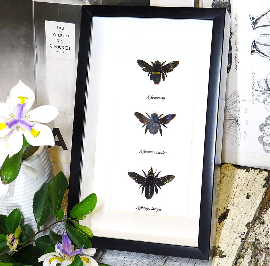 moth butterfly taxidermy insect entomology saturnid