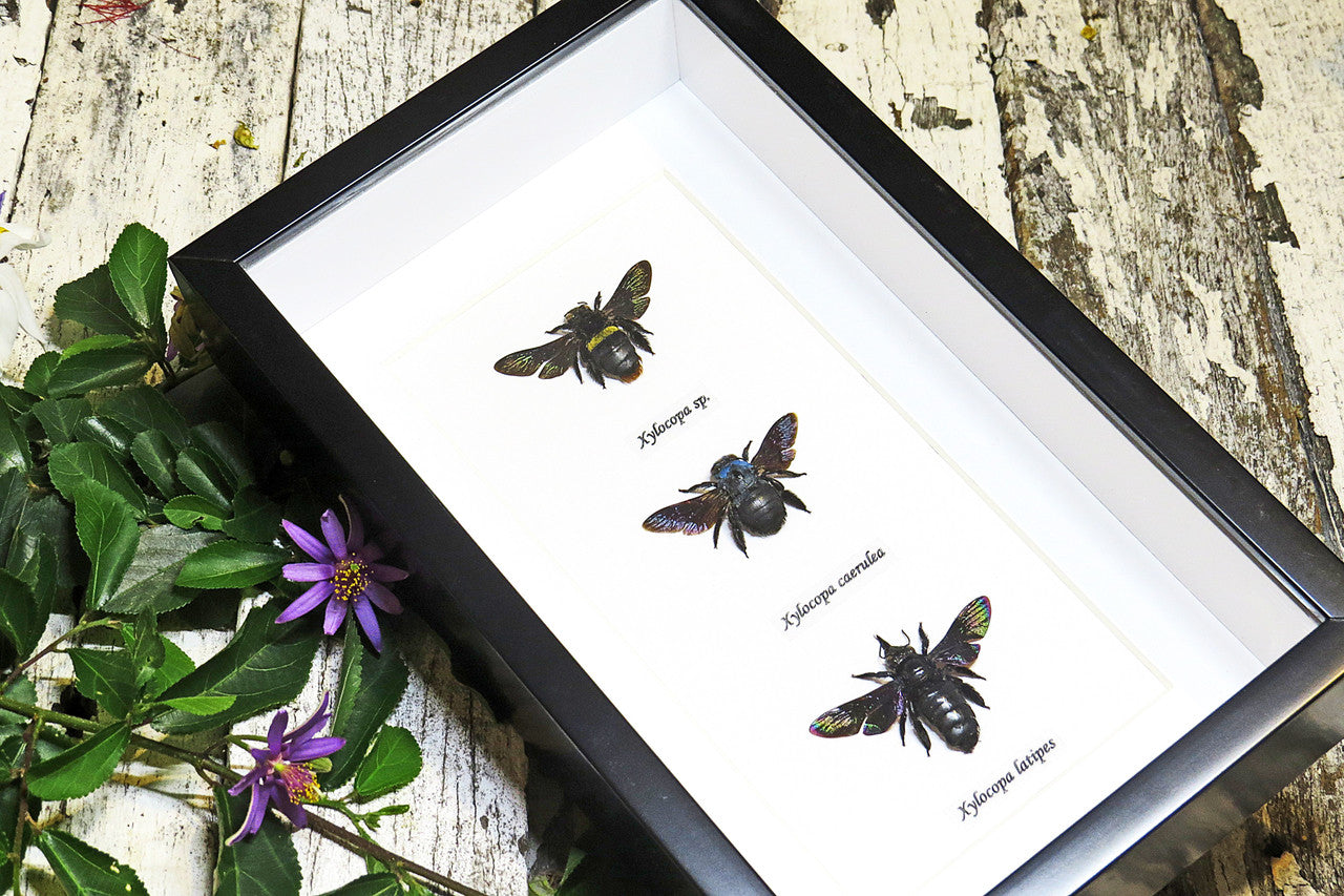 moth butterfly taxidermy insect entomology saturnid