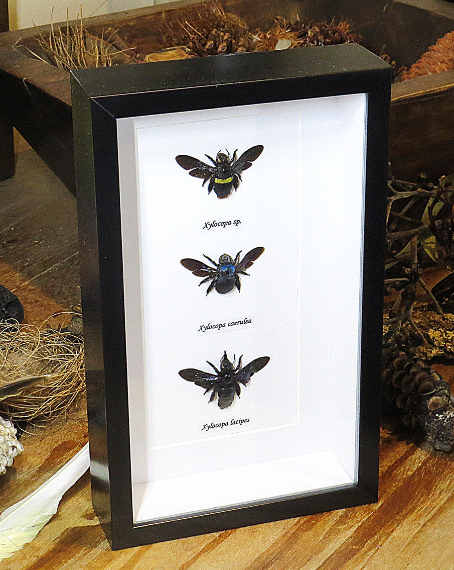 moth butterfly taxidermy insect entomology saturnid