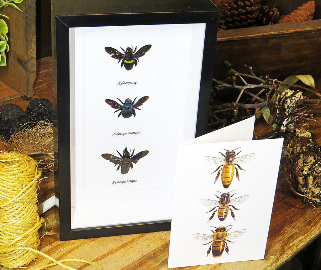 moth butterfly taxidermy insect entomology saturnid