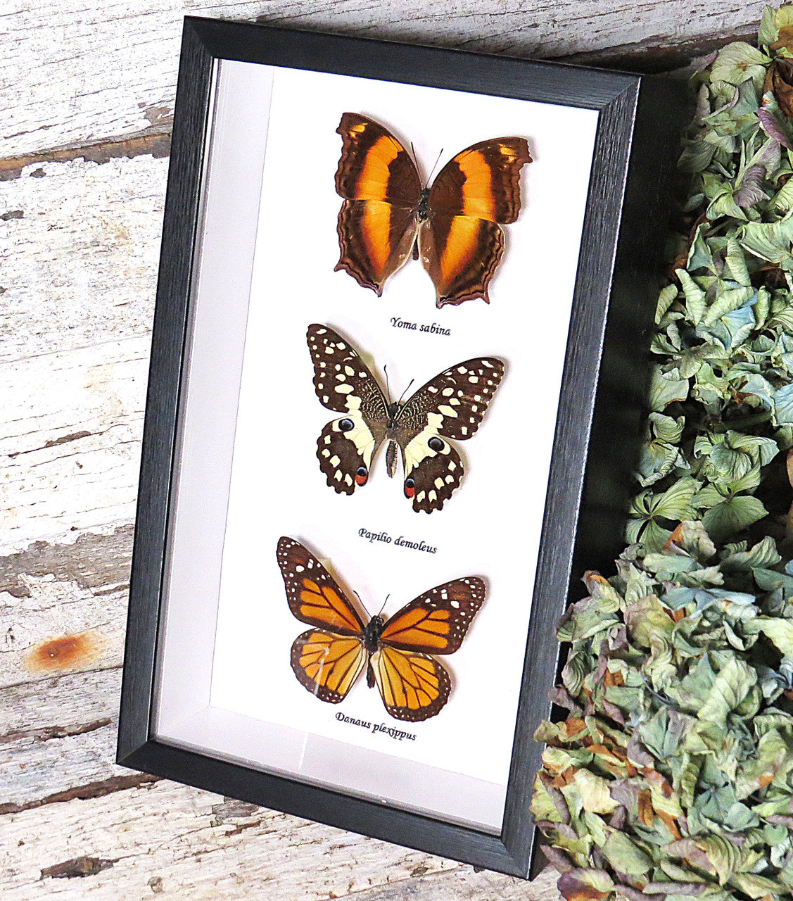 Australian butterfly collection 3