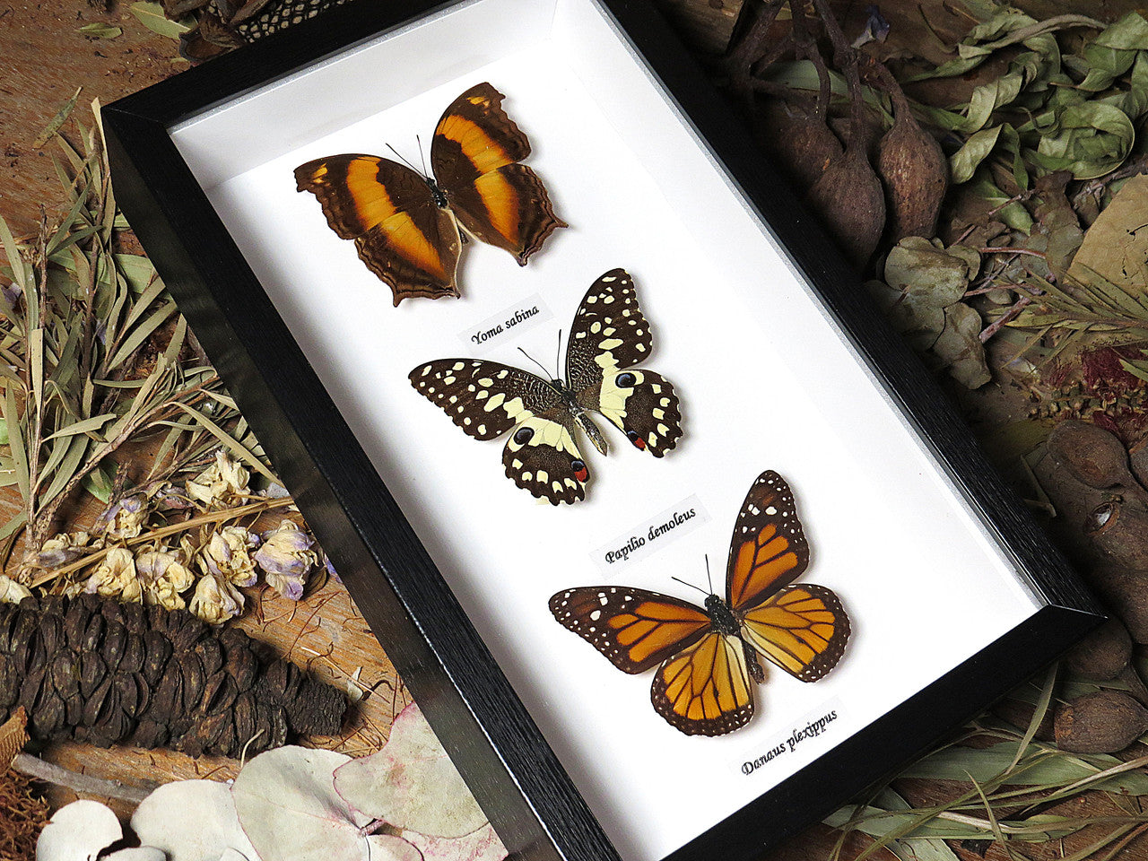 Australian butterfly collection 3