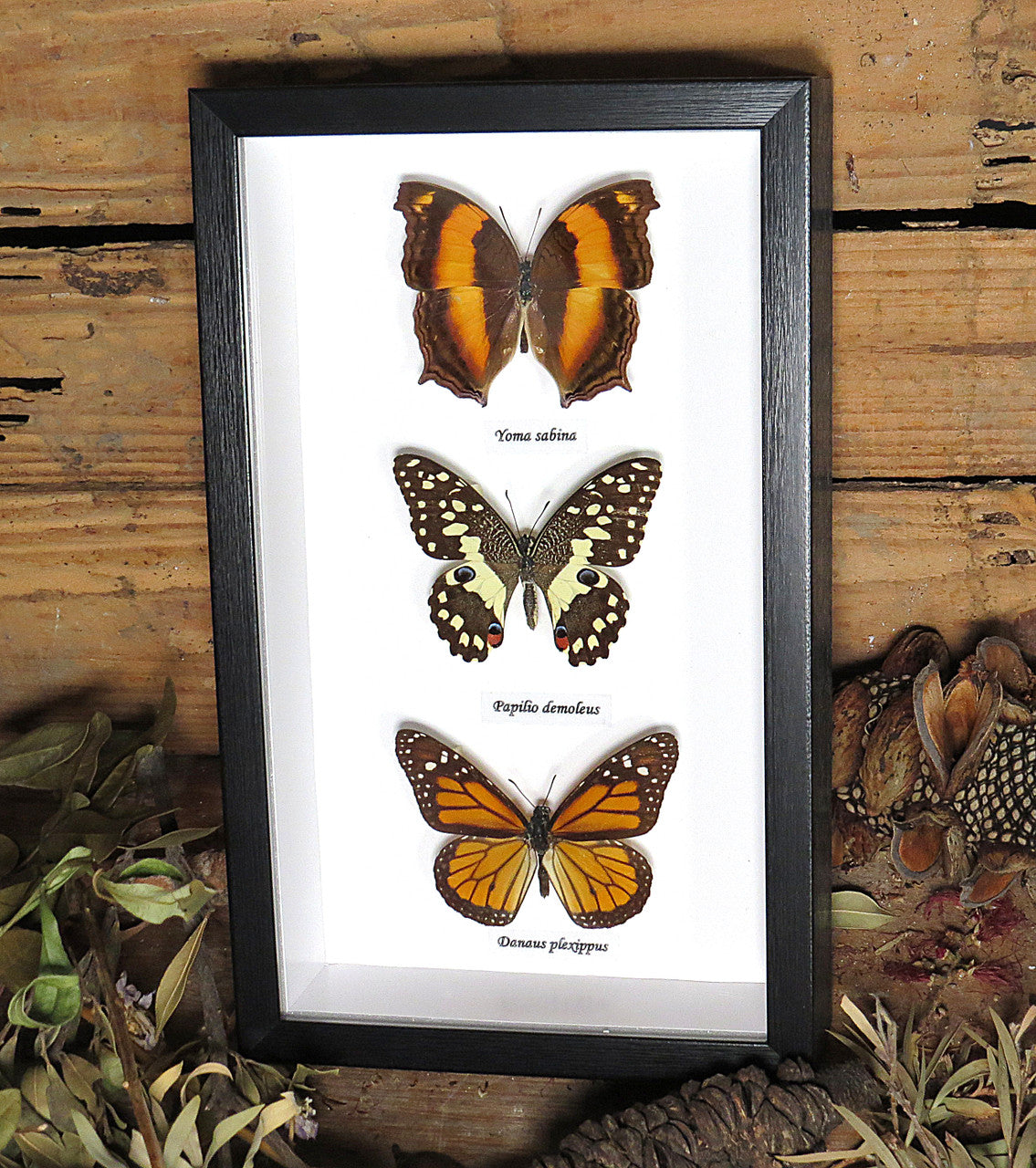 Australian butterfly collection 3