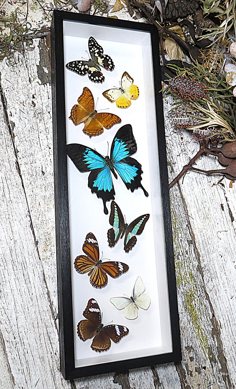 Australian butterflies sweeping