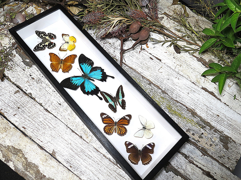 Australian butterflies sweeping