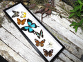 Australian butterflies sweeping