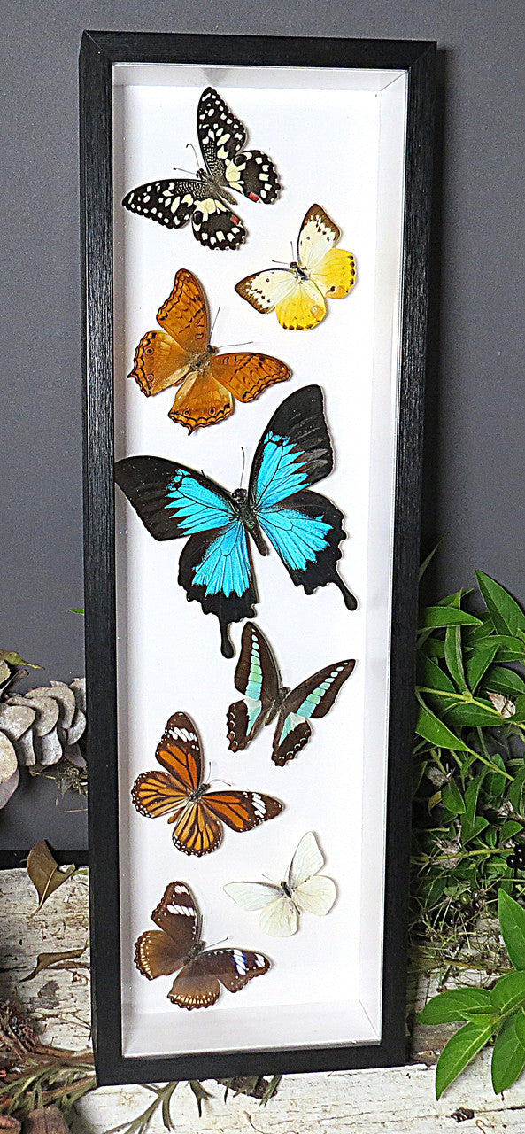 Australian butterflies sweeping