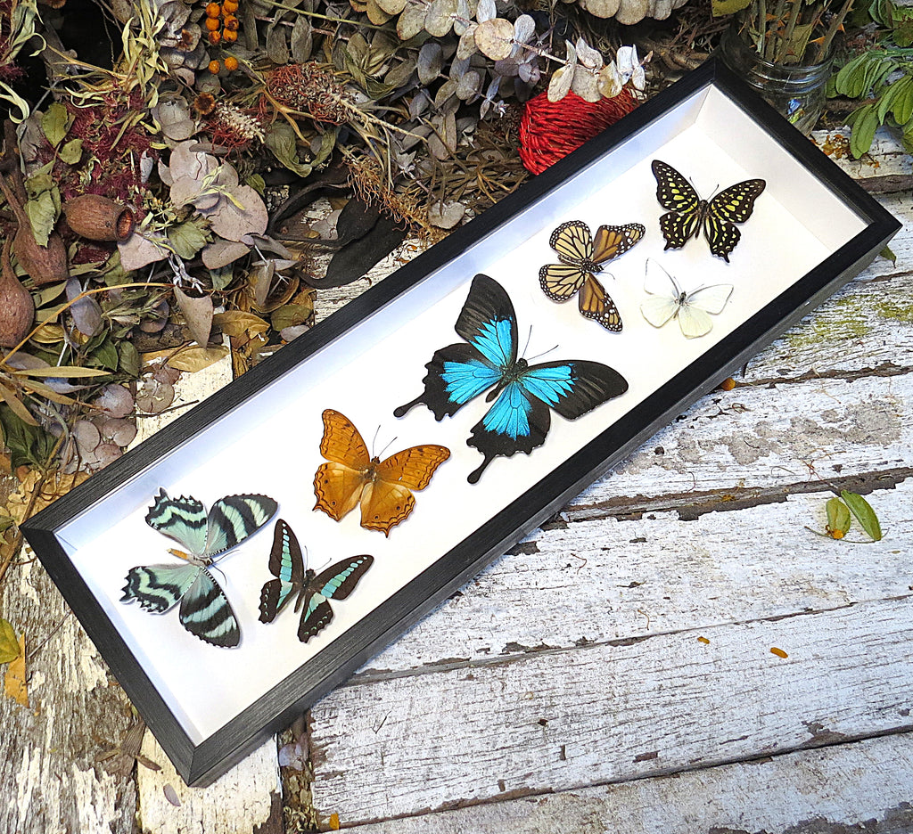 Australian butterflies sweeping