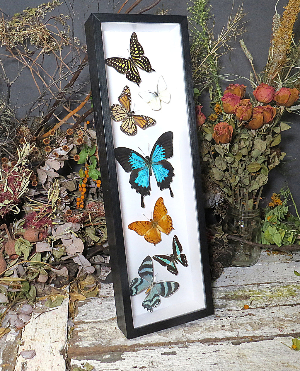 Australian butterflies sweeping