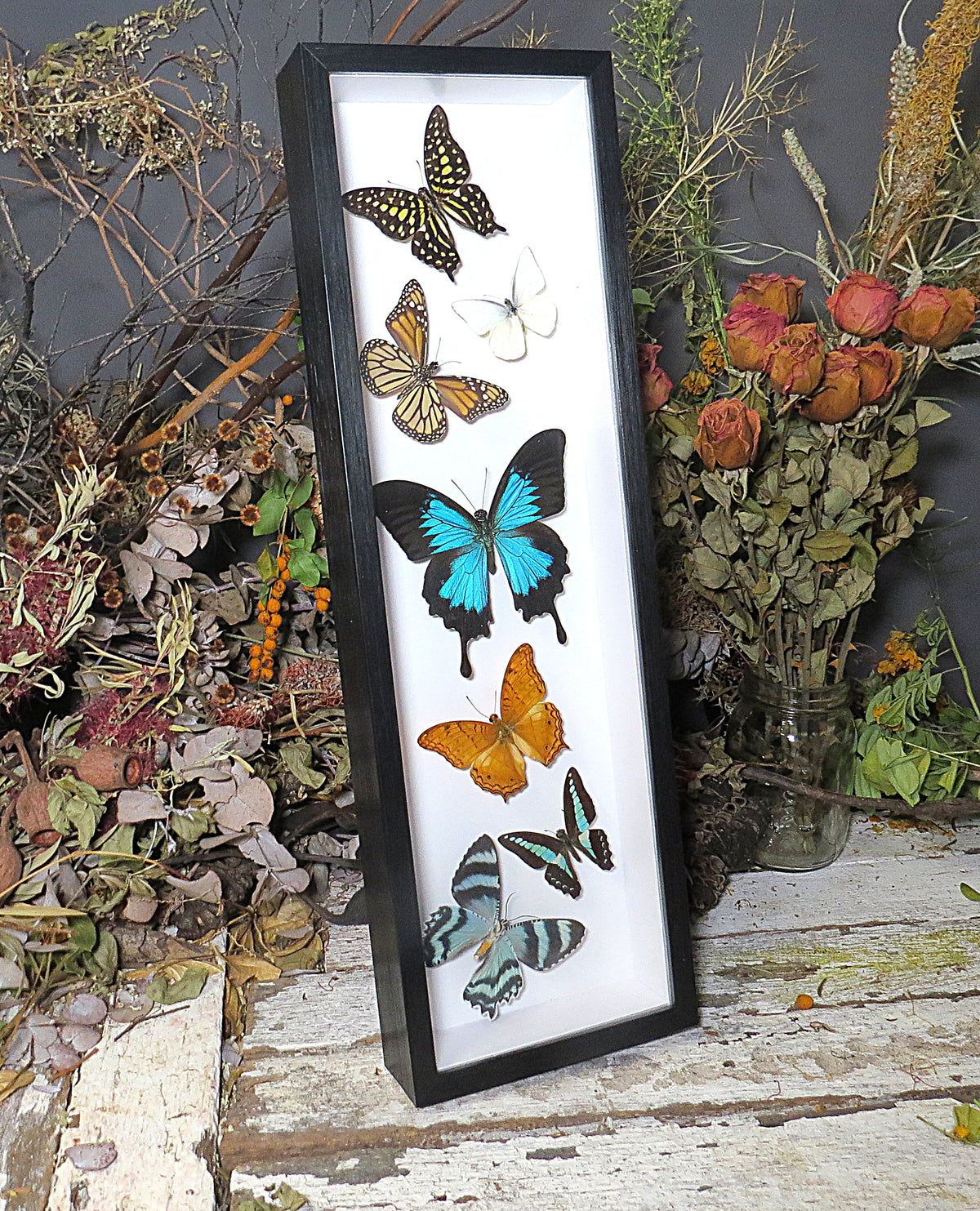 Australian butterflies sweeping