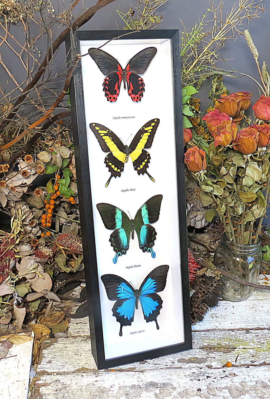 Butterfly combo 4