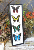 Butterfly combo 4