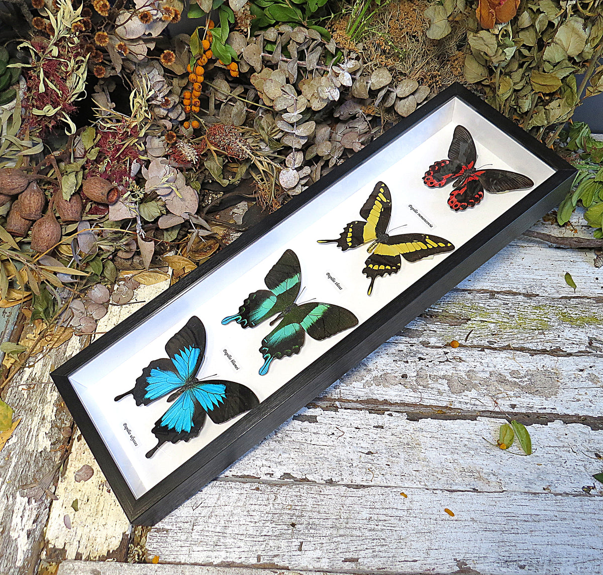Butterfly combo 4