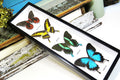 Butterflies for sale Australia