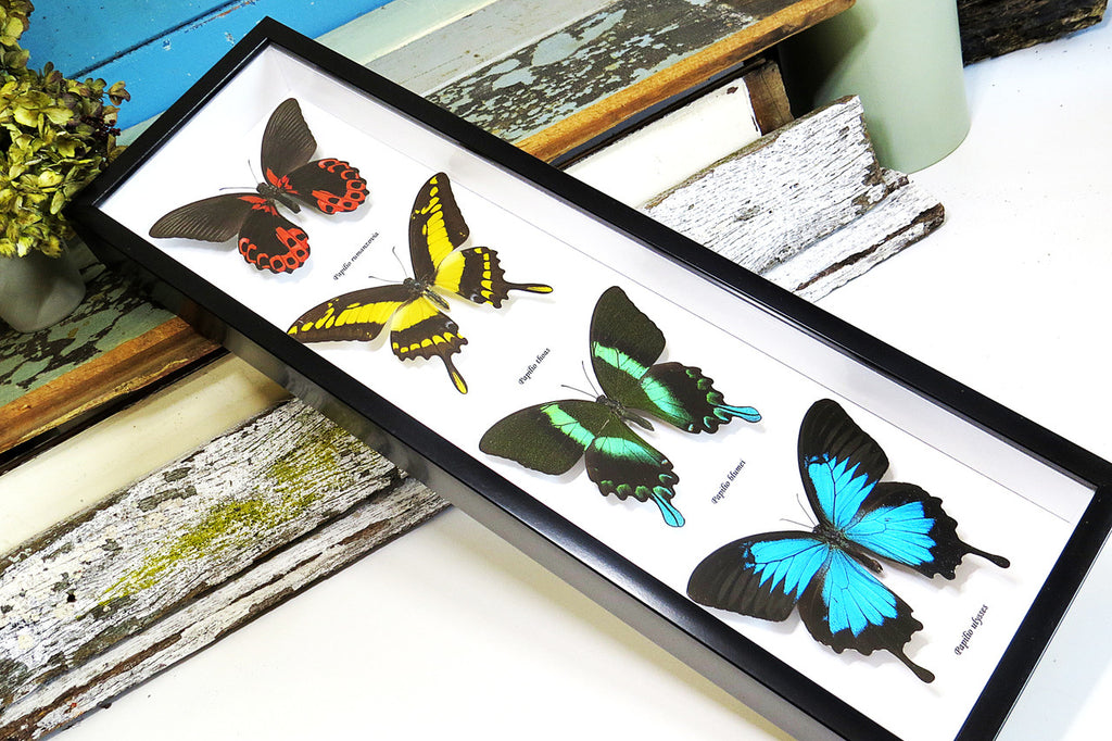 Butterflies for sale Australia